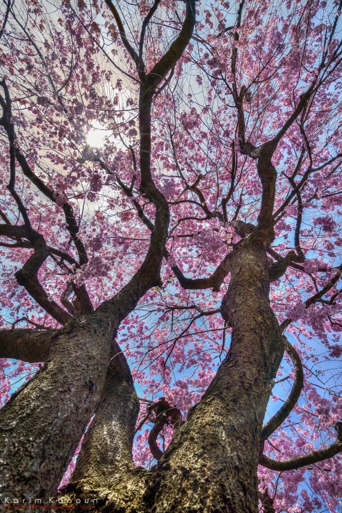 The Sakura Dance — alternate view