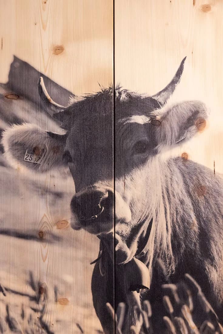 Mucca al Piz Uccello — alternate view