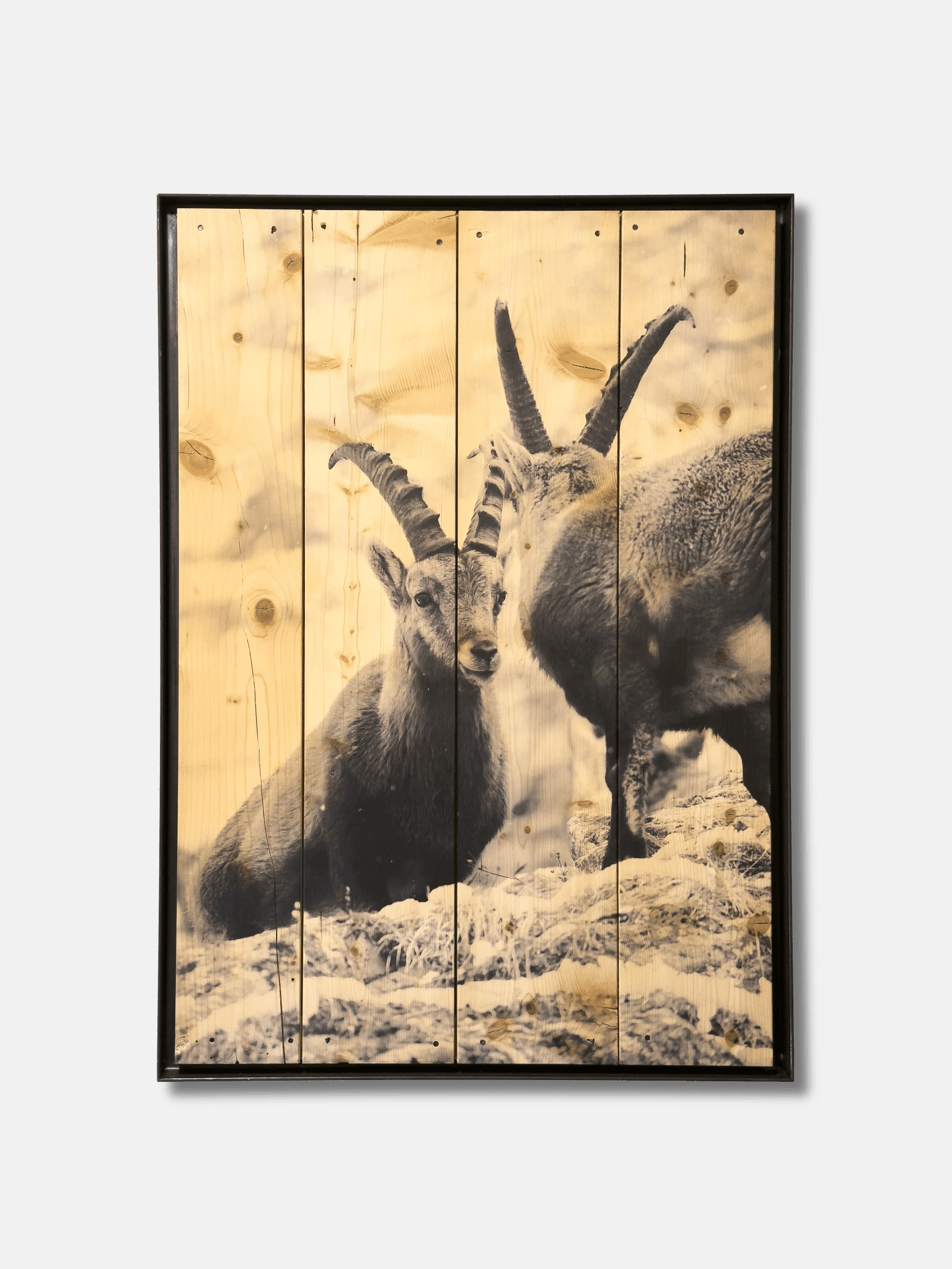 Two ibexes