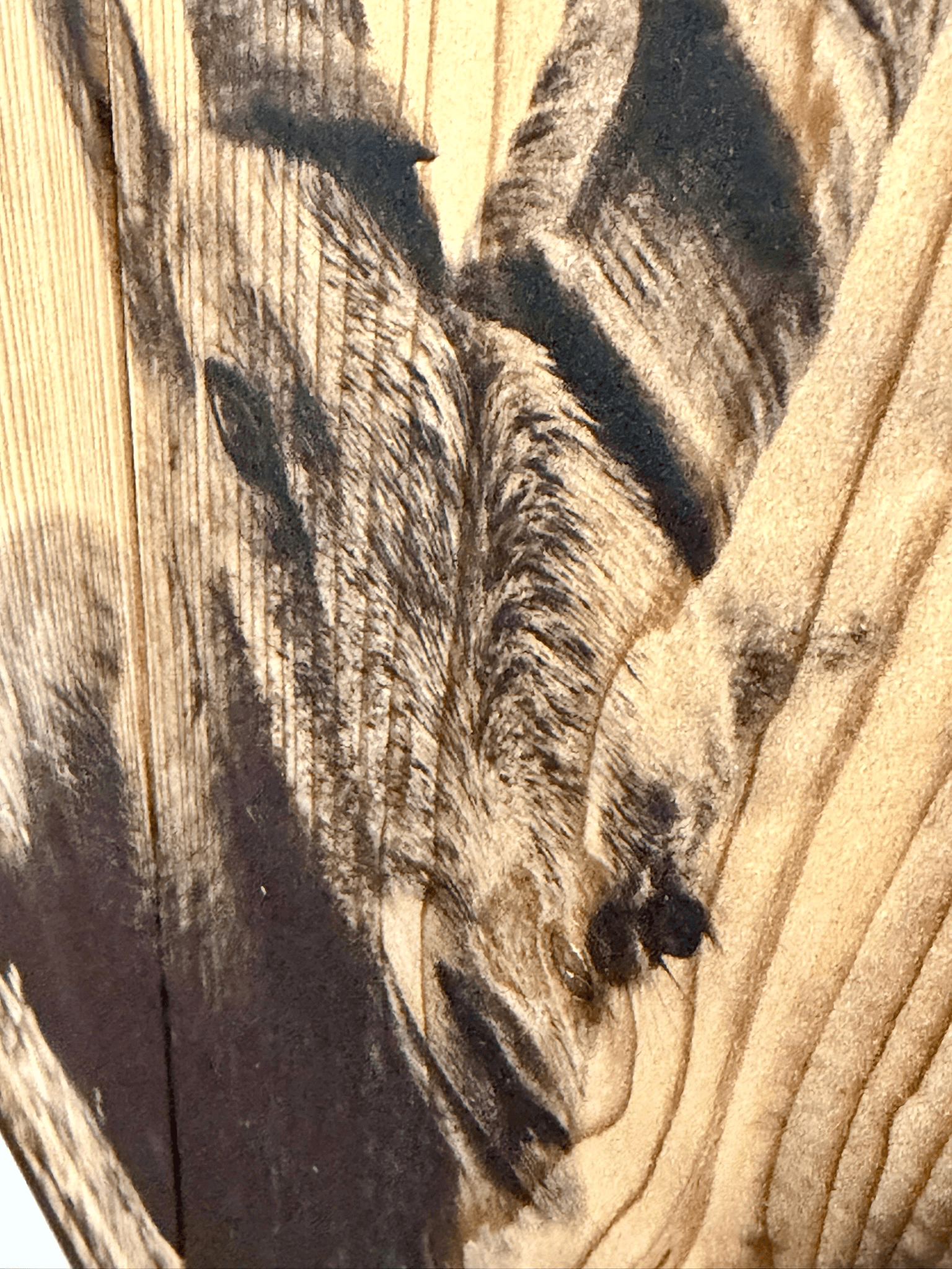 Two ibexes — alternate view