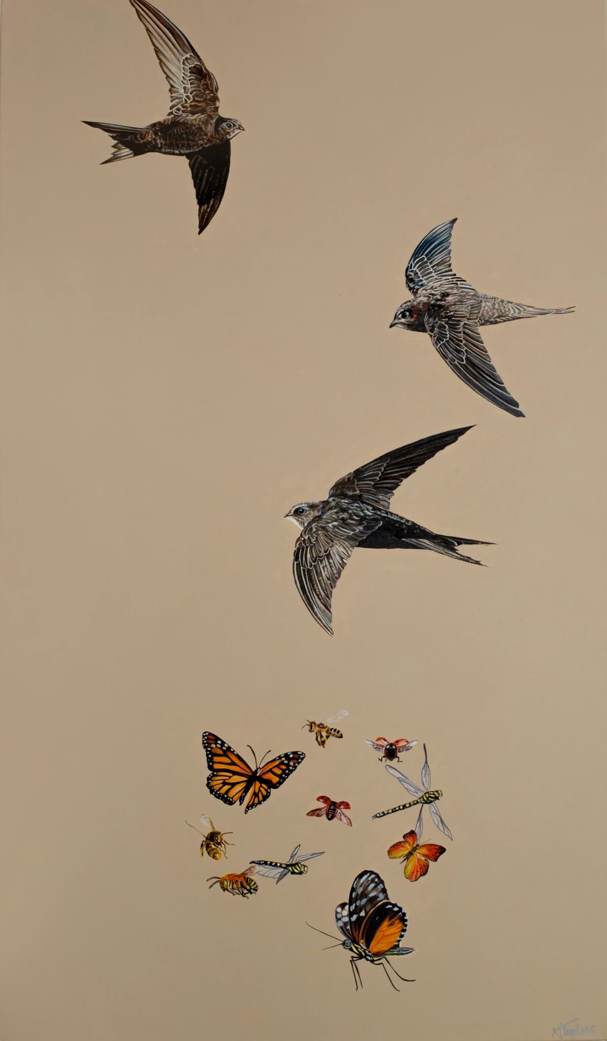 Rapid Swifts and Beautiful Insects