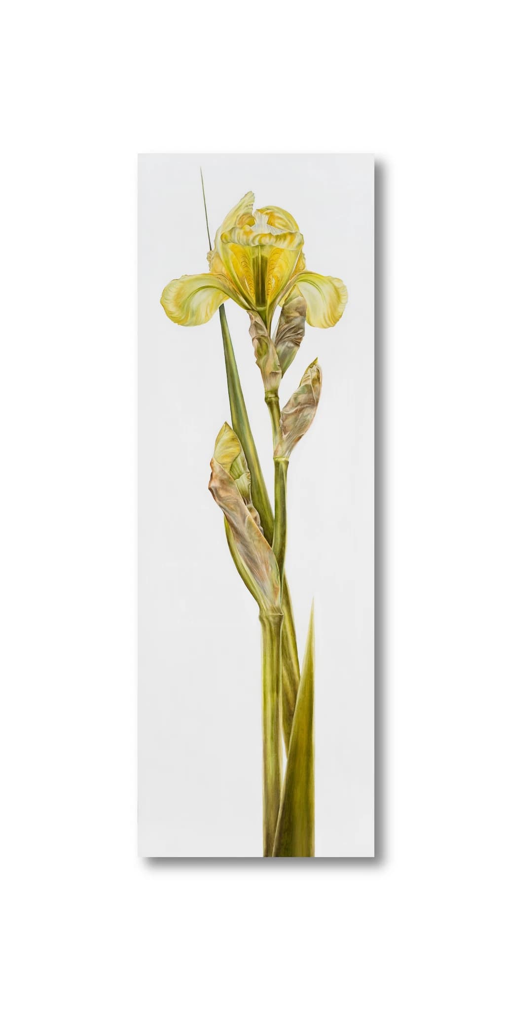 Yellow Iris — alternate view